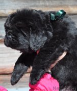 Превью фото № 121520