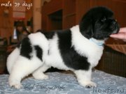 Превью фото № 121580