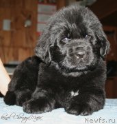 Превью фото № 121585