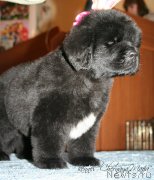 Превью фото № 121592