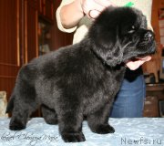 Превью фото № 121601