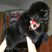 Превью фото № 121614