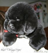 Превью фото № 121615