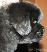 Превью фото № 121622