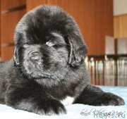 Превью фото № 121625