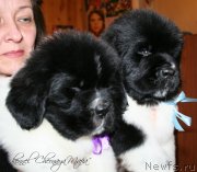 Превью фото № 121715