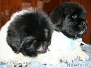 Превью фото № 121716