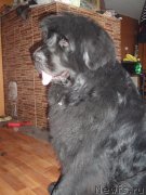 Превью фото № 121725