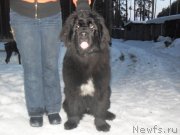 Превью фото № 121729