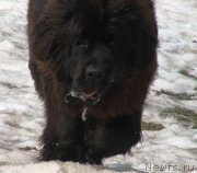 Превью фото № 121792