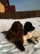 Превью фото № 121815