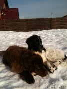 Превью фото № 121817