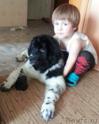 Превью фото № 121849