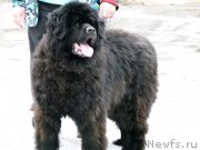 Превью фото № 121856