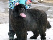 Превью фото № 121857