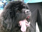 Превью фото № 121860