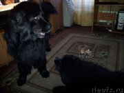 Превью фото № 121907