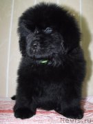 Превью фото № 121913