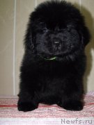 Превью фото № 121914