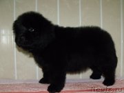 Превью фото № 121915