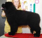 Превью фото № 12194