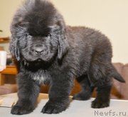 Превью фото № 121940