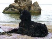 Превью фото № 122043