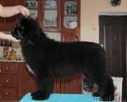 Превью фото № 122075