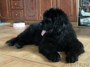 Превью фото № 122076