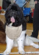 Превью фото № 122167