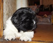 Превью фото № 122186