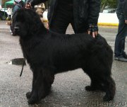 Превью фото № 122194