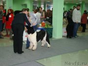 Превью фото № 122266