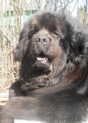 Превью фото № 122365