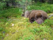 Превью фото № 122391