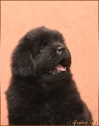 Превью фото № 122503