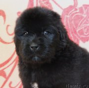 Превью фото № 122504