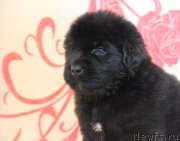 Превью фото № 122505