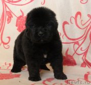 Превью фото № 122506