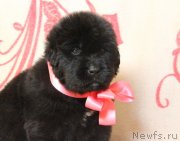 Превью фото № 122509