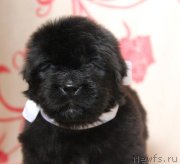 Превью фото № 122511