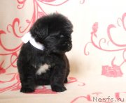 Превью фото № 122515