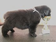 Превью фото № 122517