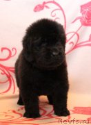 Превью фото № 122524