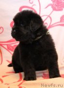 Превью фото № 122526