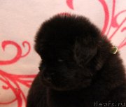 Превью фото № 122529