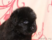 Превью фото № 122548