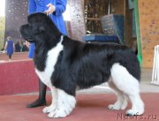 Превью фото № 122585