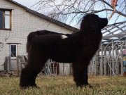 Превью фото № 122603