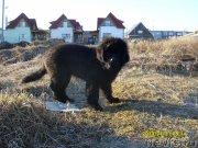 Превью фото № 122610